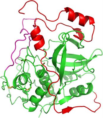 Plant cathepsin B, a versatile protease